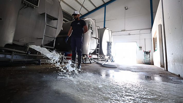 Ganaderos andaluces tiran miles de litros de leche en protestas contra la empresa Puleva