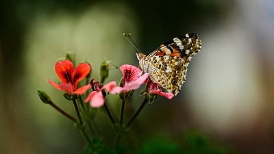 De los anfibios a las mariposas: la sequía pasa factura a la biodiversidad en España