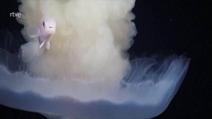 Objetivo Planeta - Hay otros mundos pero están en este