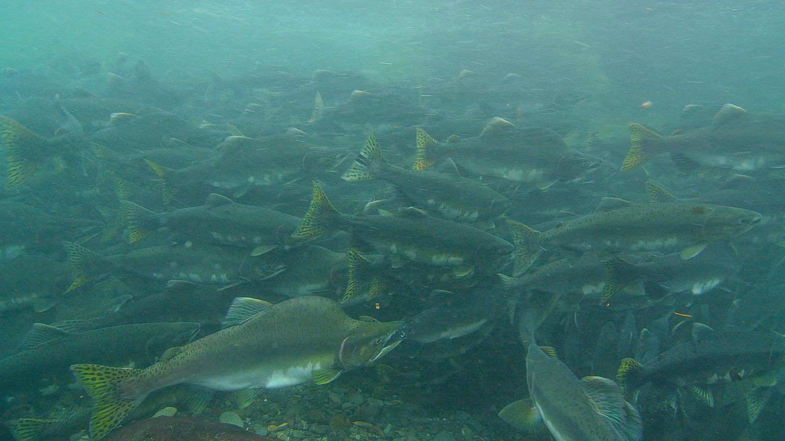 Somos documentales - Una historia de peces - ver ahora