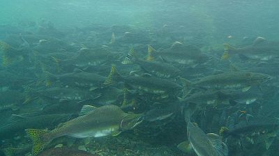 Una historia de peces