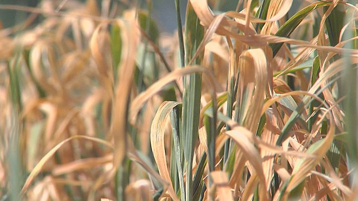 Agrosfera - Agrosfera - 06/05/23