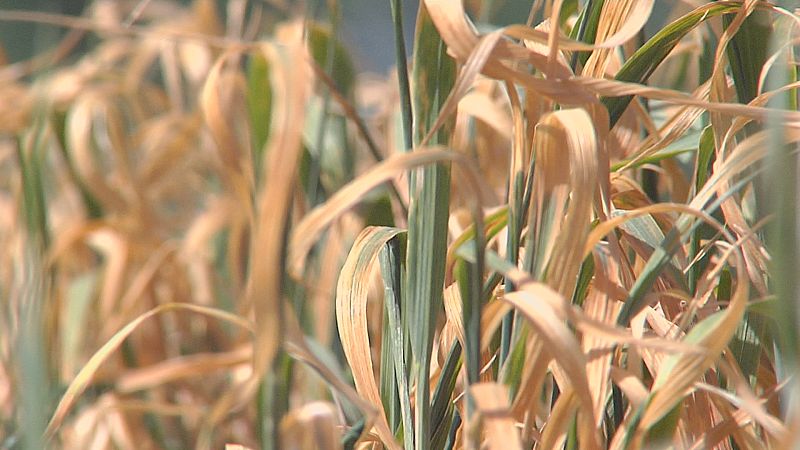 Agrosfera - 06/05/23 - ver ahora