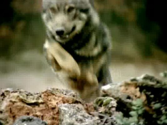 El hombre y la Tierra - Prisioneros del bosque - 1