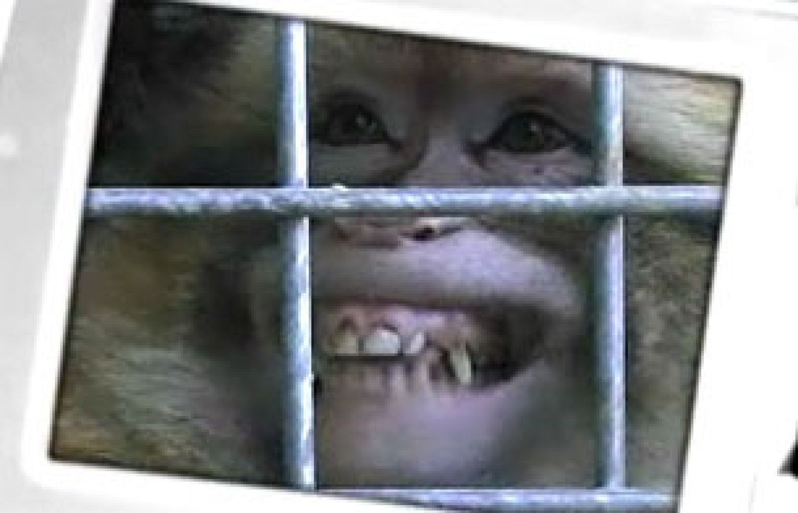 Repor - Animales de usar y tirar