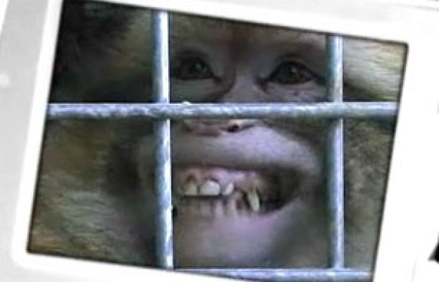 Repor - Animales de usar y tirar