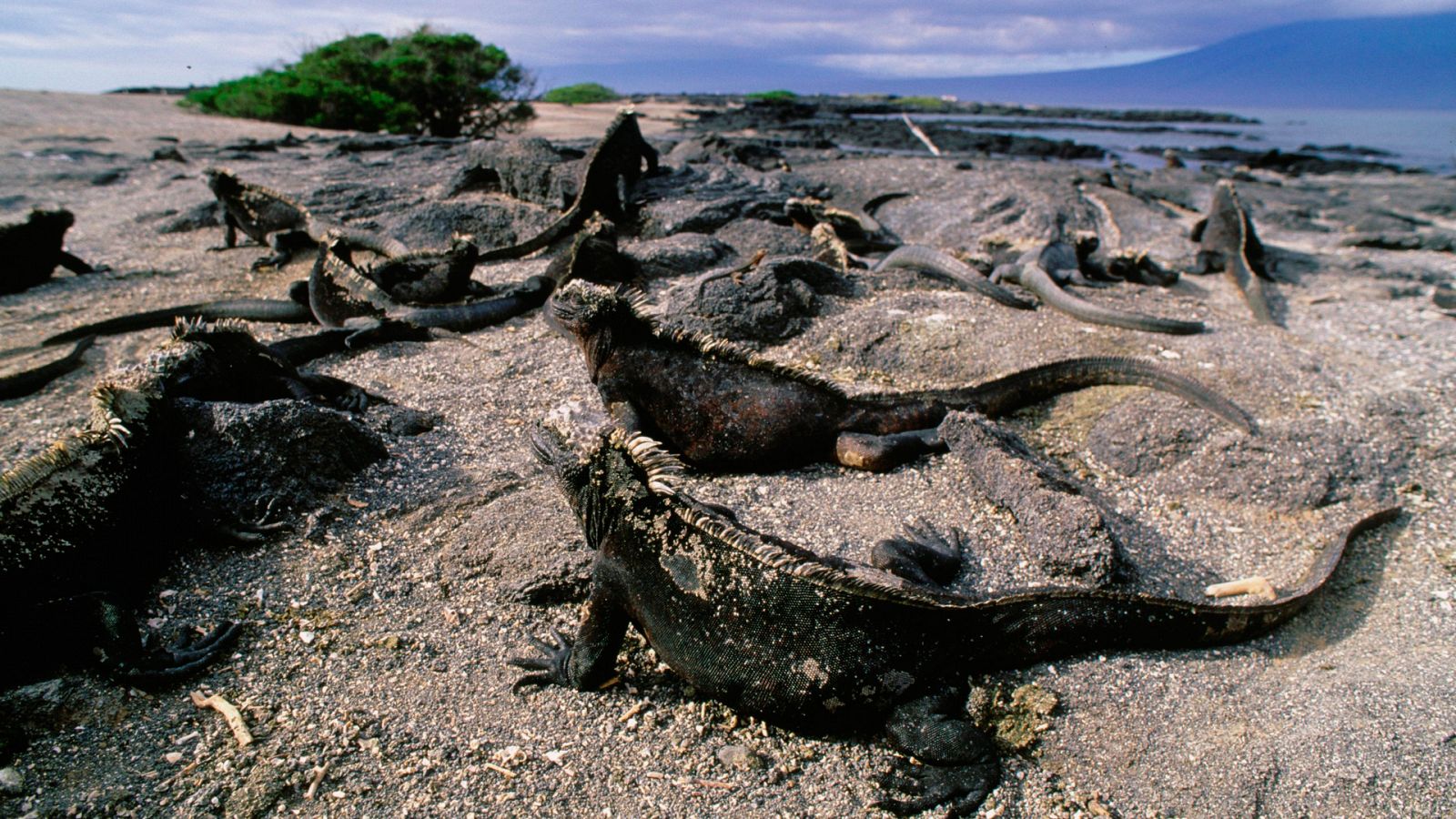 Episodio 1: Las Galápagos - Los secretos naturales de la zona ecuatorial - Documental en RTVE
