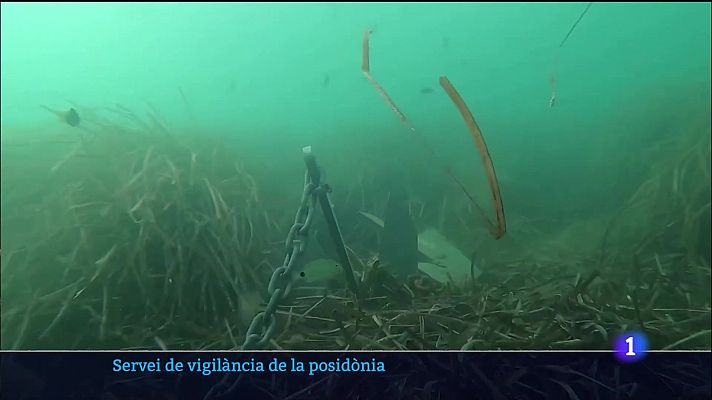Informatiu Balear - Servei de vigilància de la posidònia
