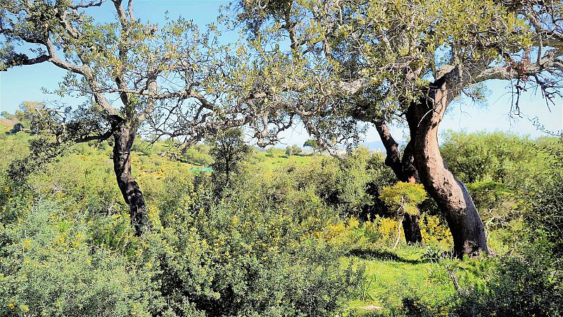 El Parque Natural de los Alcornocales sufre las graves consecuencias de la sequía