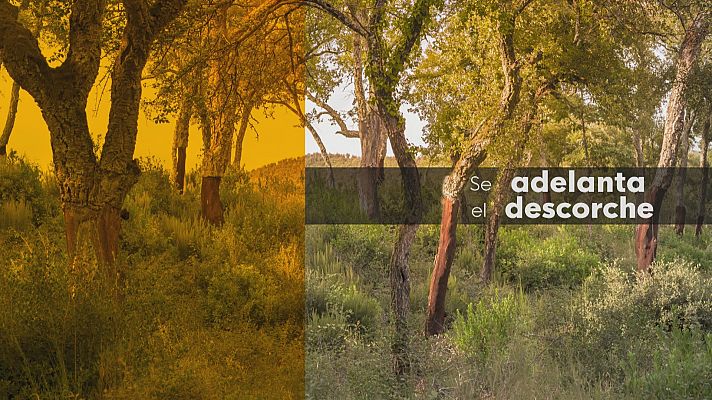 Noticias Andalucía - La sequía amenaza la campaña del corcho