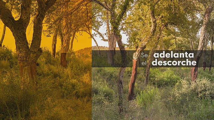 Noticias Andalucía - La sequía amenaza la campa��a del corcho