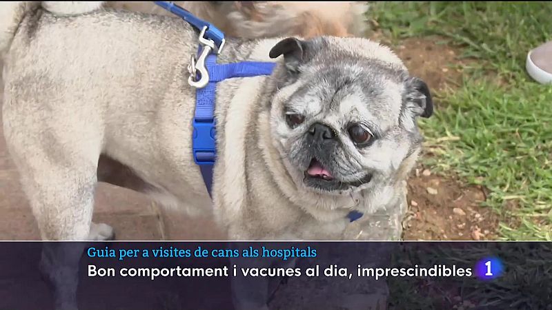 Guia per a visites de cans als hospitals - 10/05/23 - Veure ara