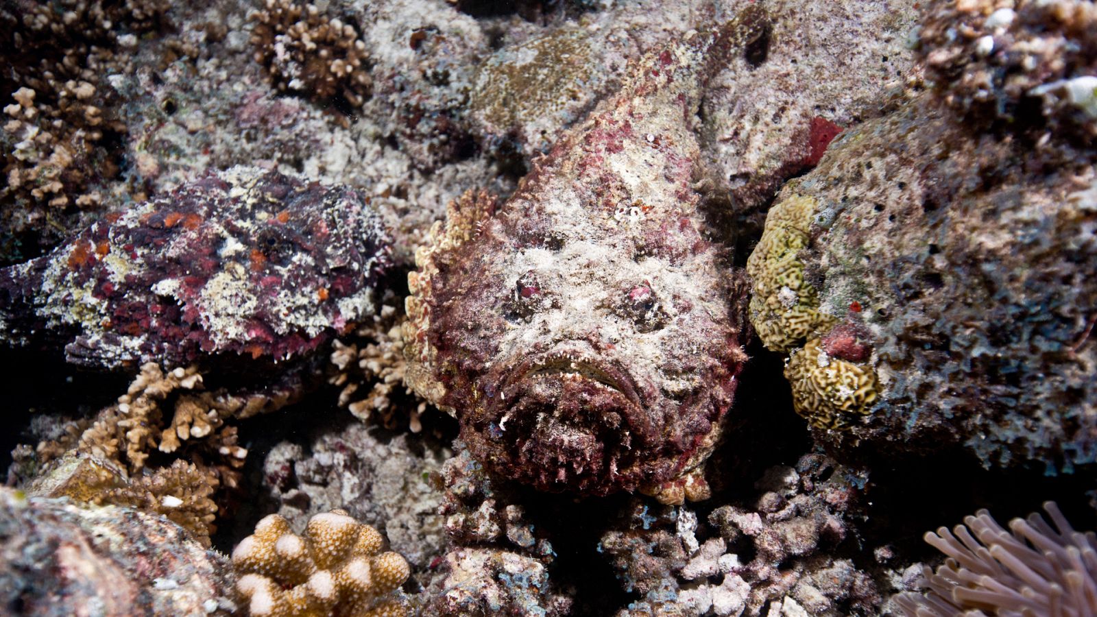 En las profundidades del océano - Episodio 3: La supervivencia - ver ahora