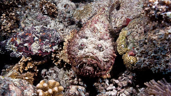 En las profundidades del océano - La supervivencia