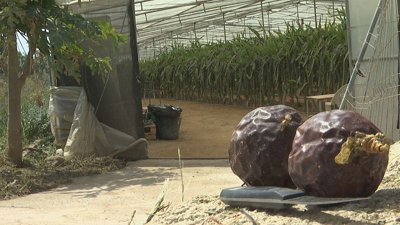 La pitahaya sustituye al aguacate - Ver ahora