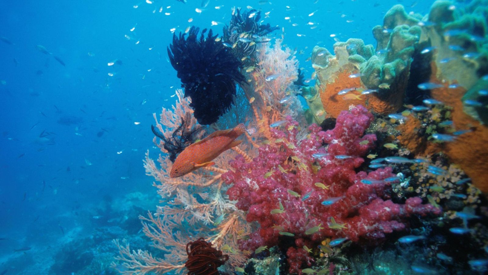 Episodio 4: El reino del coral - Los secretos naturales de la zona ecuatorial - Documental en RTVE