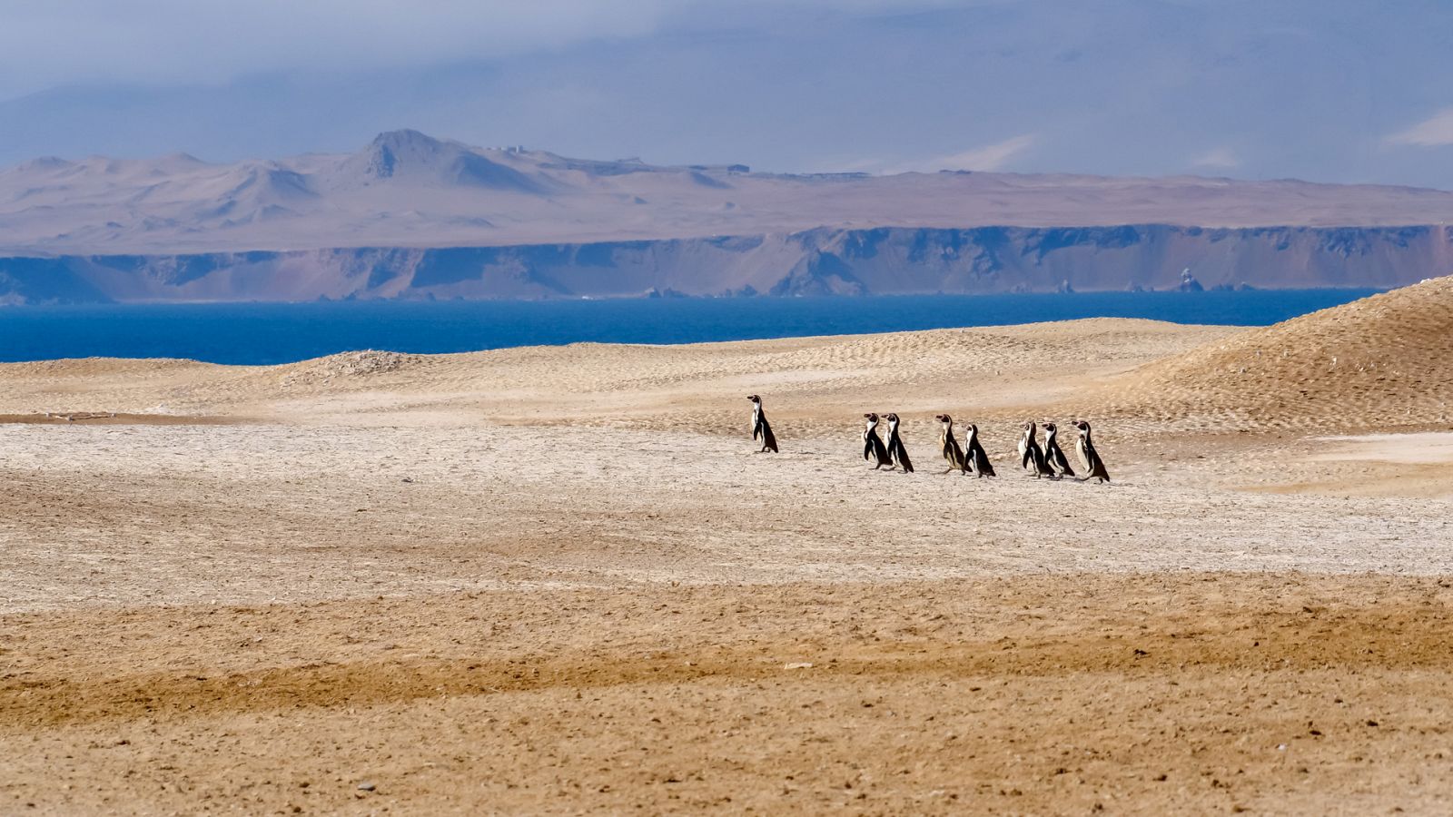 Episodio 1: La costa salvaje de Perú - Perú salvaje: el campo de batalla de Los Andes - Documental en RTVE