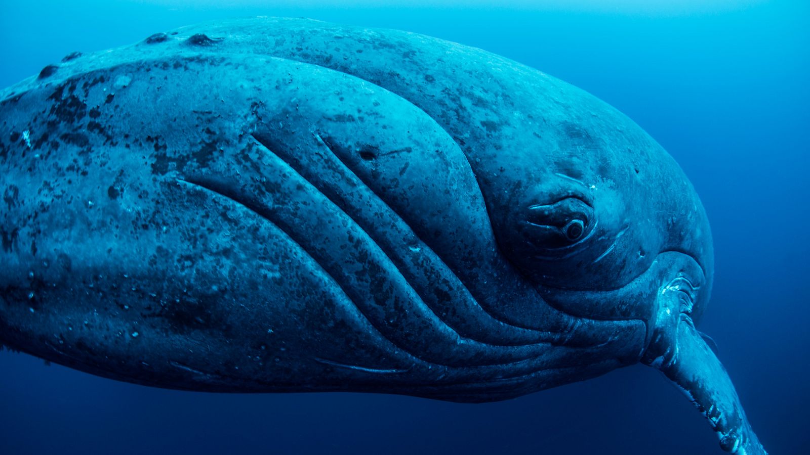 Episodio 4: Las criaturas más peculiares - En las profundidades del océano - Documental en RTVE