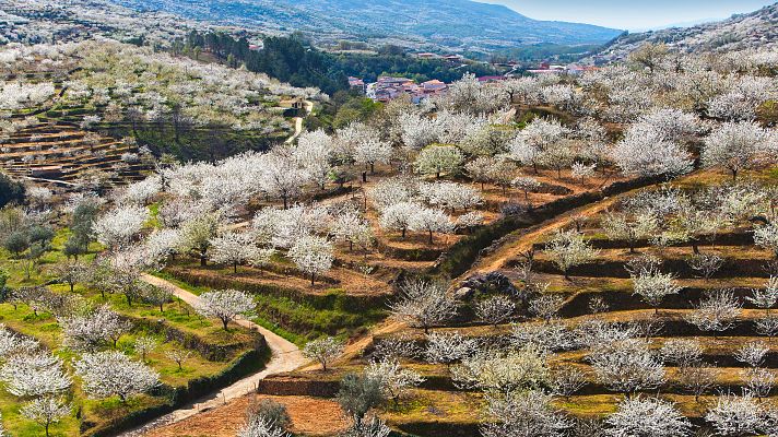Telediario 1 - La sequía ahoga a la cereza