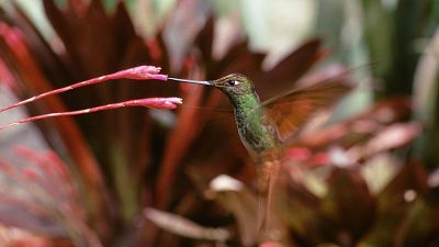 Los secretos naturales de la zona ecuatorial - Episodio 5: Las criaturas secretas de Los Andes - ver ahora