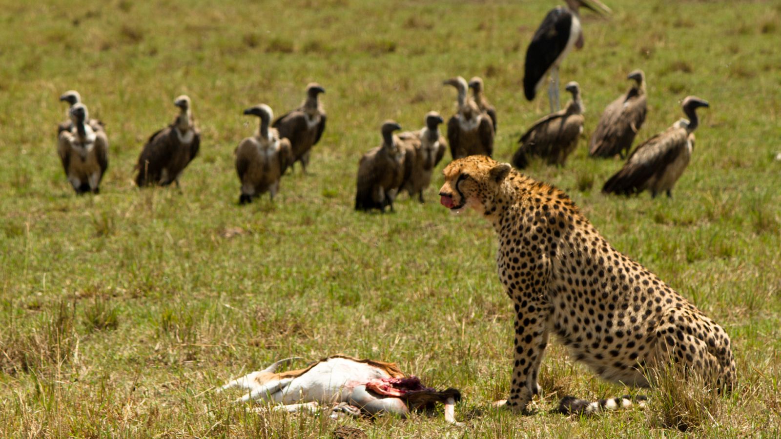 Somos documentales - Guepardo. La trampa de la velocidad - ver ahora