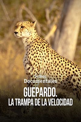 Somos Documentales - Guepardo. La trampa de la velocidad