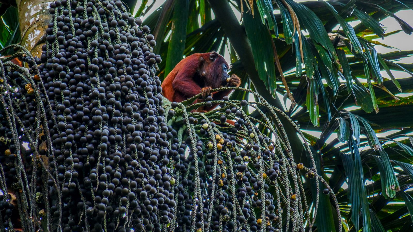 Perú salvaje: el campo de batalla de Los Andes - Episodio 2: Bienvenido a la jungla - ver ahora