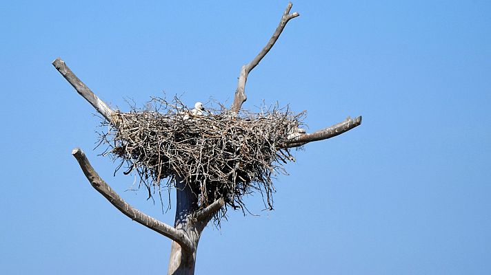 El agua, esencial para sostener la vida de las aves