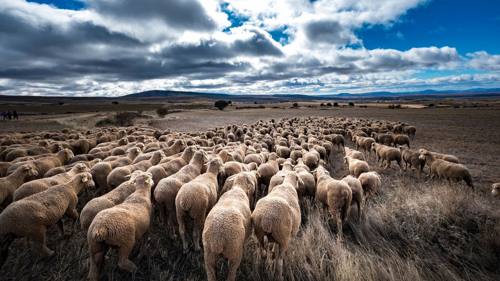 10.000 ovejas atrapadas por la viruela ovina