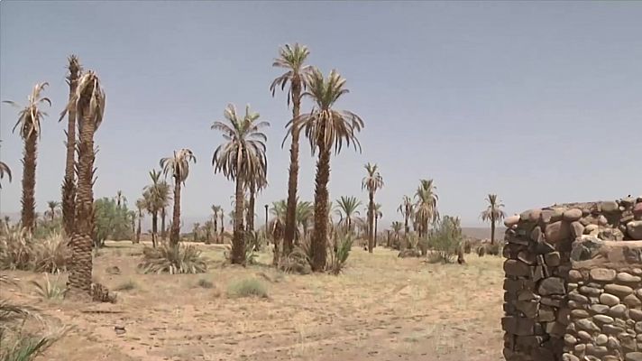 La sequía golpea Marruecos: el 40% de sus palmeras está en peligro