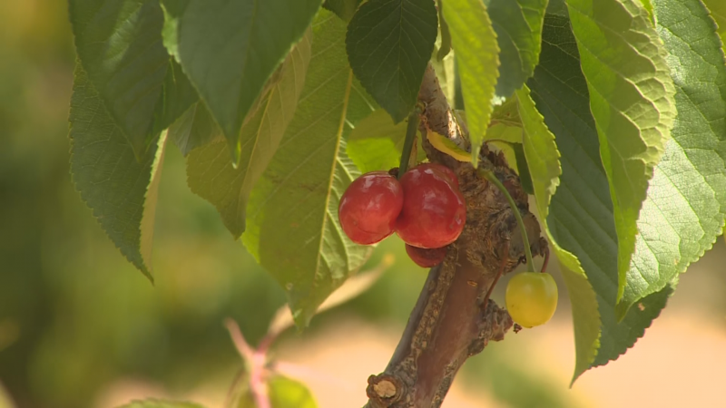 Sabor amargo y de menor tamaño, la sequía impide que los agricultores comercialicen con sus cerezas