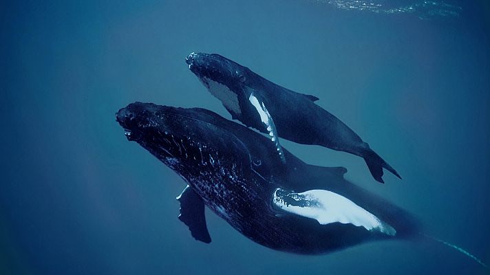 En las profundidades del océano - La procreación