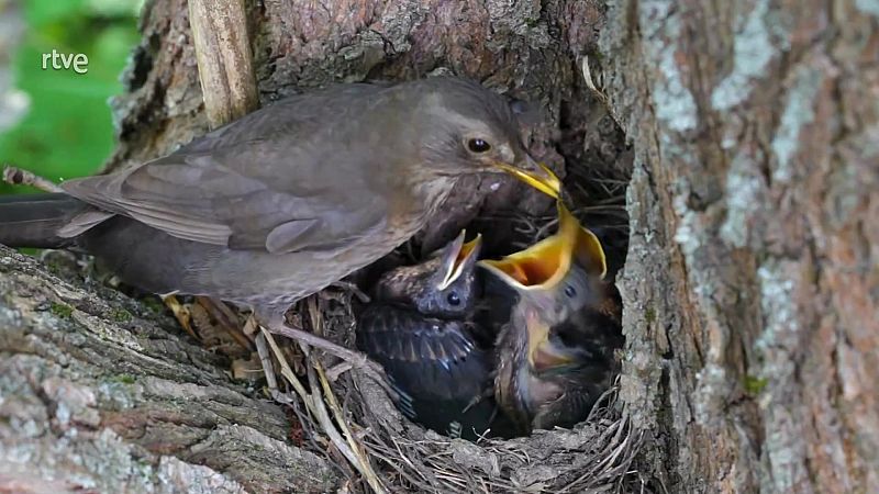 Universo Sostenible: ¿Son inteligentes las aves?