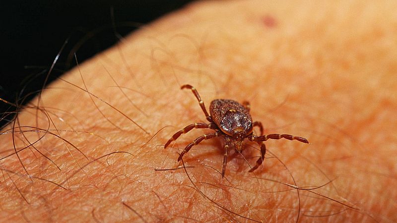 La aparición de garrapatas en ciudades: "Que aparezcan en zonas periurbanas es un signo de alarma"