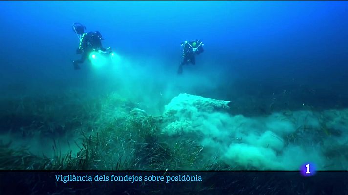 Vigilància dels fondejos sobre posidònia