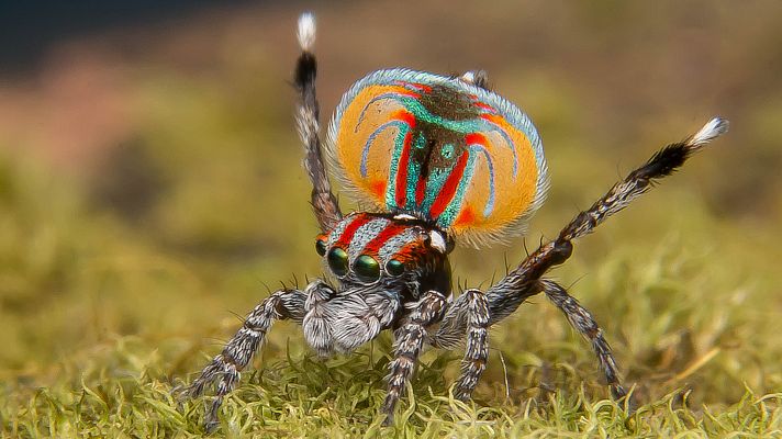 Familias animales asombrosas - Episodio 4