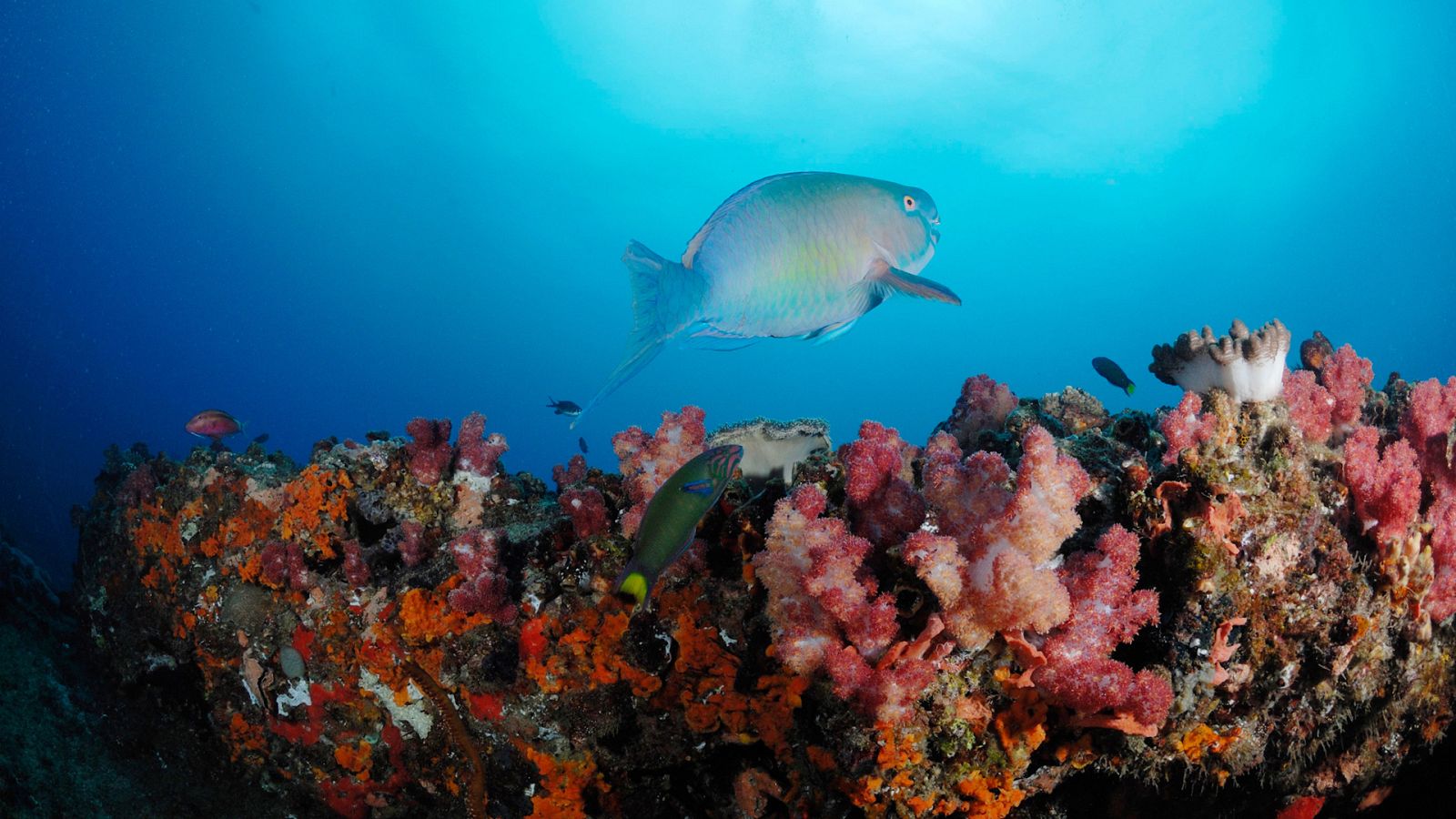 Océanos épicos - Episodio 2: Arrecifes poco profundos - ver ahora