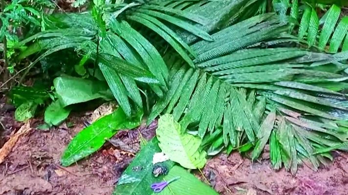 La hora de La 1 - Milagro en la selva de Colombia