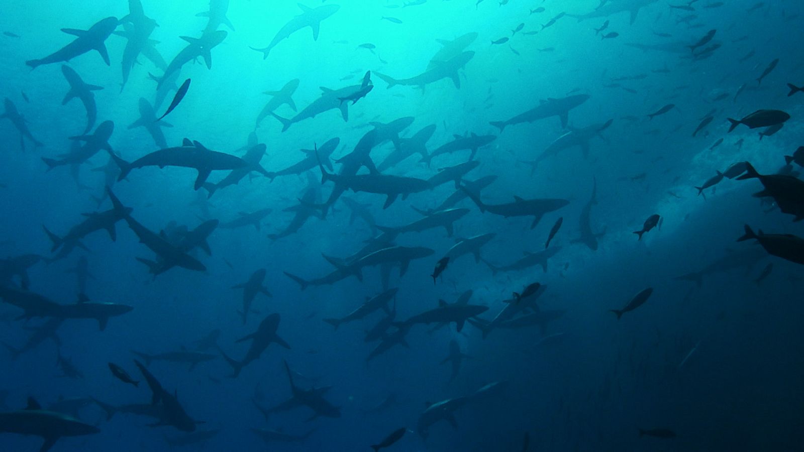 Océanos épicos - Episodio 3: Mar abierto - ver ahora