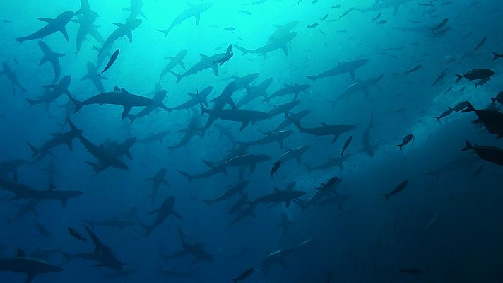 Océanos épicos - Mar abierto