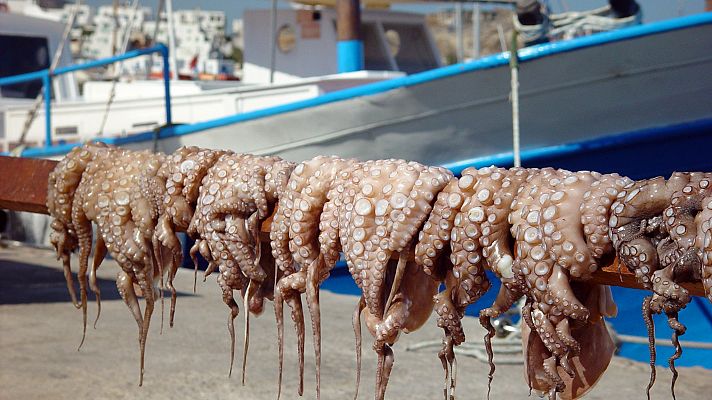 Empieza la veda del pulpo en Galicia