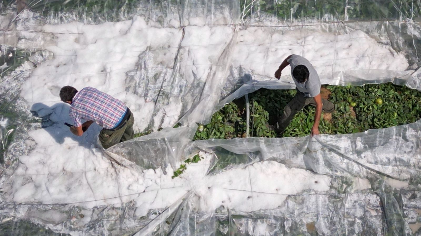 Una fuerte granizada arrasa los cultivos de Los Palacios y Villafranca, en Andalucia