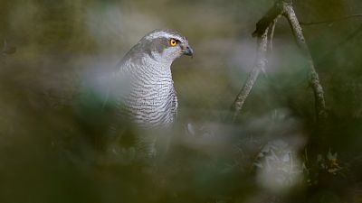 Somos documentales - Cazadores mediterrneos - ver ahora