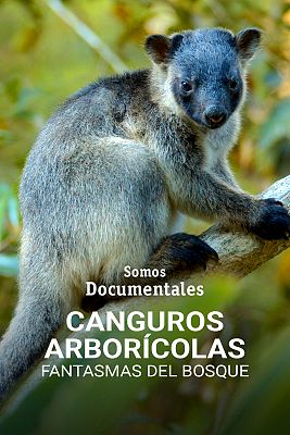 Canguros arborícolas fantasmas del bosque