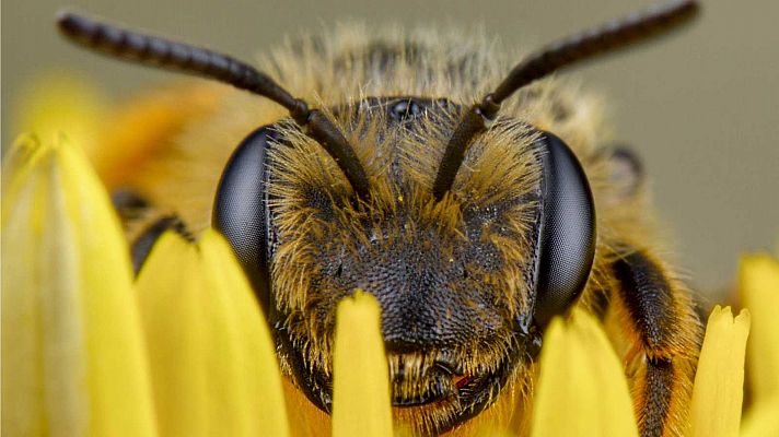 El cambio climático amenaza a las abejas