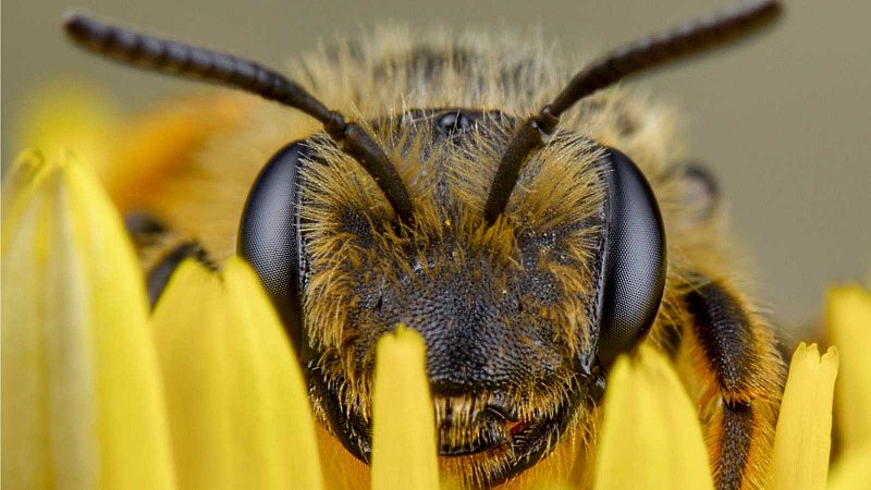 Las prácticas agrícolas y el cambio climático amenazan a las abejas