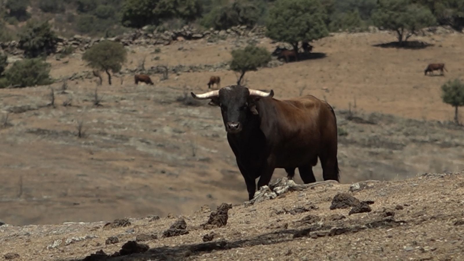 Tendido cero - 20/05/23 - ver ahora