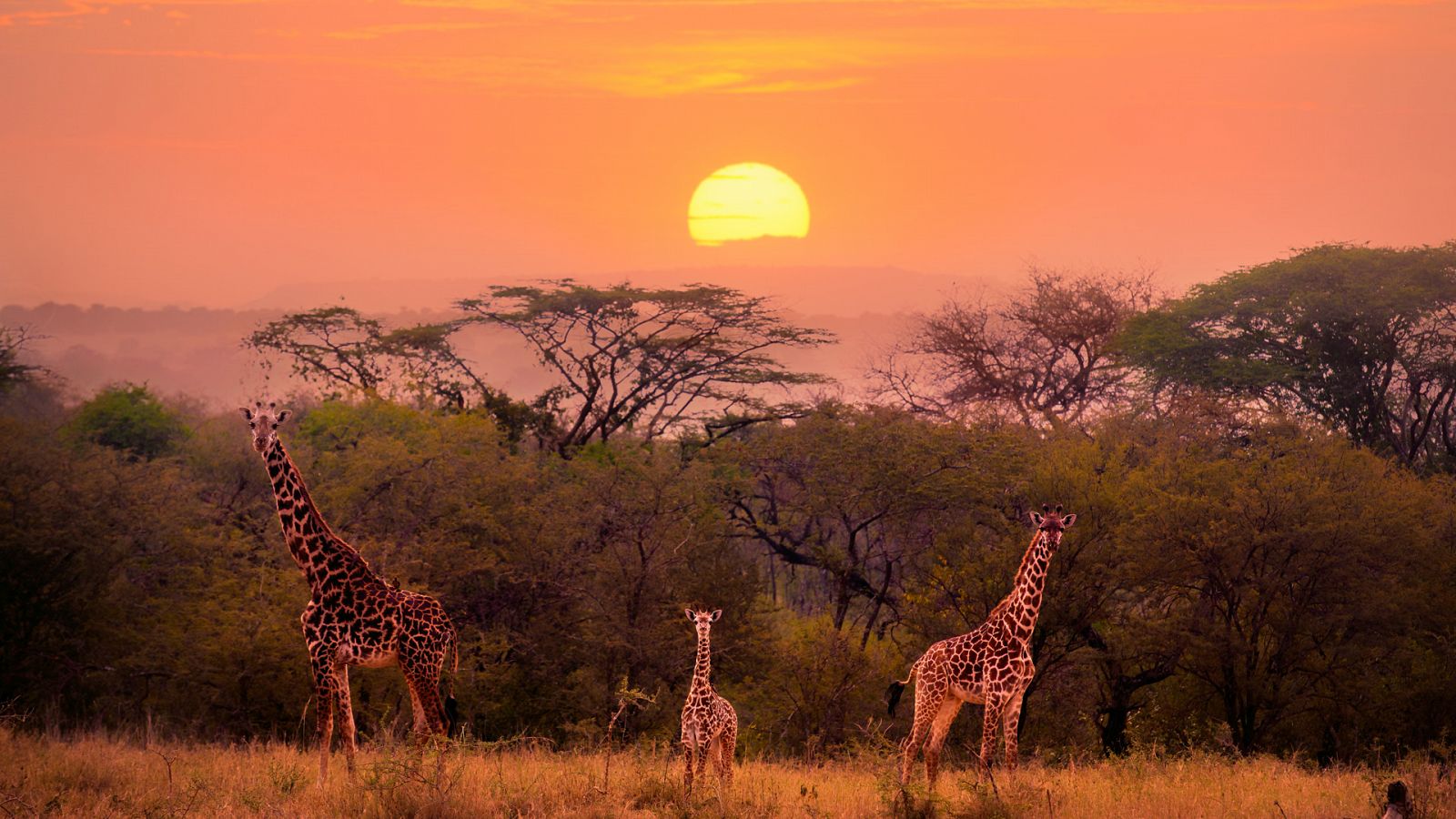 Familias animales asombrosas - Episodio 1 - ver ahora