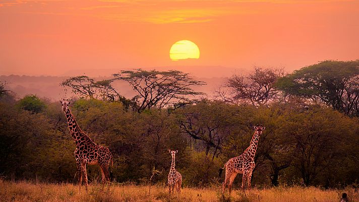 Familias animales asombrosas - Episodio 1