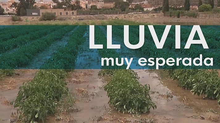 La lluvia llega tarde al campo